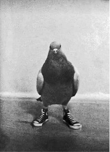 A cool pigeon wearing converse shoes representing lelemud, black and white